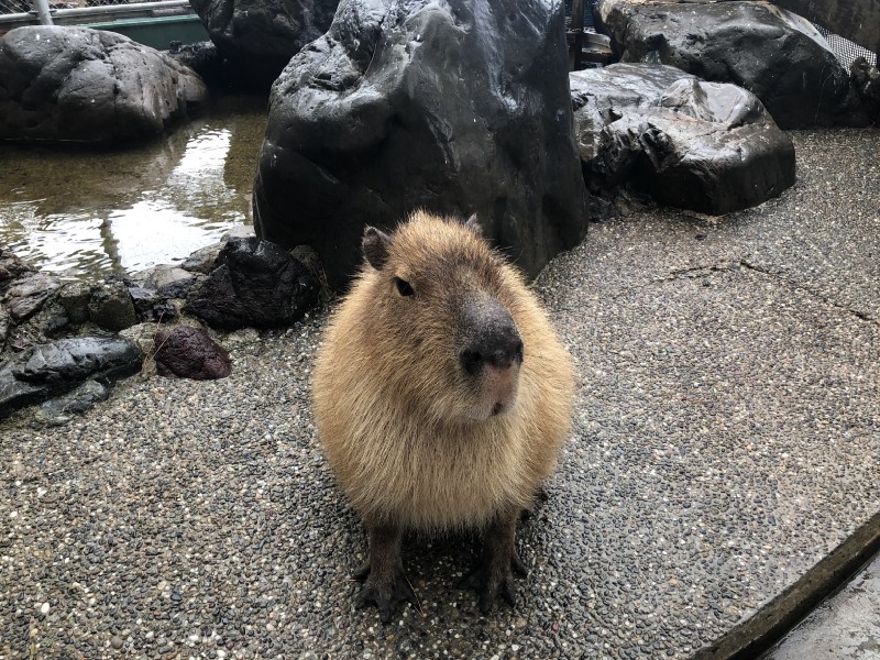 安定のカピバラさん